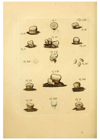 Reproducción/Reproduction 6257449348: Fungorum qui in Bavaria et Palatinatu circa Ratisbonam nascuntur icones, nativis coloribus expressae. v.1-2. Erlangae,Apud J.J. Palmium,1800