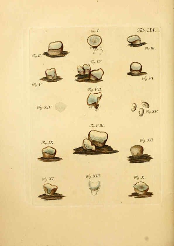 Reproducción/Reproduction 6257449348: Fungorum qui in Bavaria et Palatinatu circa Ratisbonam nascuntur icones, nativis coloribus expressae. v.1-2. Erlangae,Apud J.J. Palmium,1800