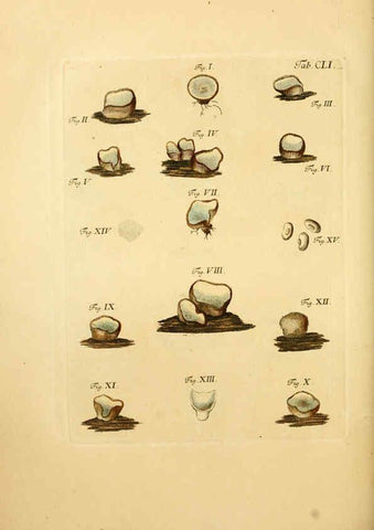 Reproducción/Reproduction 6257449348: Fungorum qui in Bavaria et Palatinatu circa Ratisbonam nascuntur icones, nativis coloribus expressae. v.1-2. Erlangae,Apud J.J. Palmium,1800