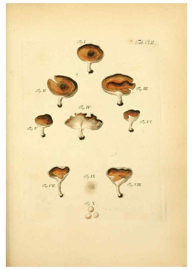 Reproducción/Reproduction 6256919765: Fungorum qui in Bavaria et Palatinatu circa Ratisbonam nascuntur icones, nativis coloribus expressae. v.1-2. Erlangae,Apud J.J. Palmium,1800