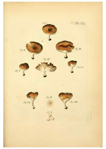 Reproducción/Reproduction 6256919765: Fungorum qui in Bavaria et Palatinatu circa Ratisbonam nascuntur icones, nativis coloribus expressae. v.1-2. Erlangae,Apud J.J. Palmium,1800