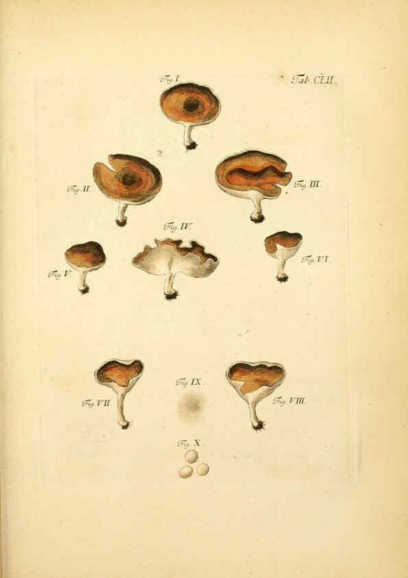 Reproducción/Reproduction 6256919765: Fungorum qui in Bavaria et Palatinatu circa Ratisbonam nascuntur icones, nativis coloribus expressae. v.1-2. Erlangae,Apud J.J. Palmium,1800