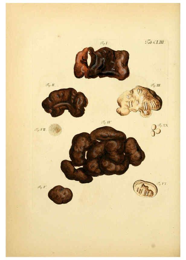 Reproducción/Reproduction 6256920067: Fungorum qui in Bavaria et Palatinatu circa Ratisbonam nascuntur icones, nativis coloribus expressae. v.1-2. Erlangae,Apud J.J. Palmium,1800