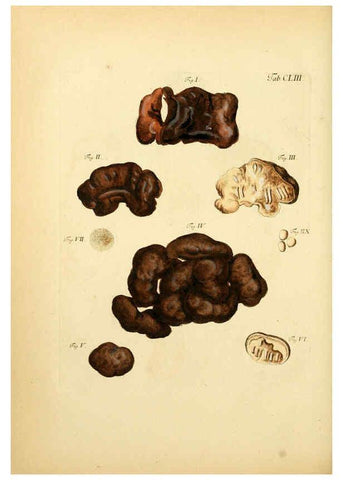Reproducción/Reproduction 6256920067: Fungorum qui in Bavaria et Palatinatu circa Ratisbonam nascuntur icones, nativis coloribus expressae. v.1-2. Erlangae,Apud J.J. Palmium,1800