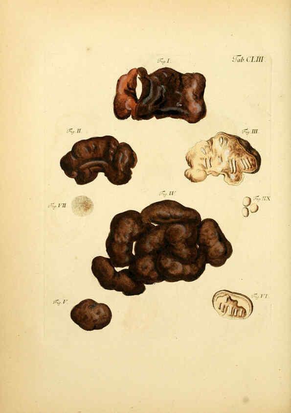 Reproducción/Reproduction 6256920067: Fungorum qui in Bavaria et Palatinatu circa Ratisbonam nascuntur icones, nativis coloribus expressae. v.1-2. Erlangae,Apud J.J. Palmium,1800