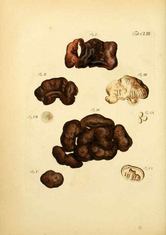 Reproducción/Reproduction 6256920067: Fungorum qui in Bavaria et Palatinatu circa Ratisbonam nascuntur icones, nativis coloribus expressae. v.1-2. Erlangae,Apud J.J. Palmium,1800