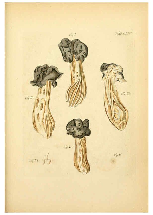 Reproducción/Reproduction 6257450188: Fungorum qui in Bavaria et Palatinatu circa Ratisbonam nascuntur icones, nativis coloribus expressae. v.1-2. Erlangae,Apud J.J. Palmium,1800