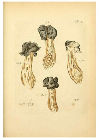 Reproducción/Reproduction 6257450188: Fungorum qui in Bavaria et Palatinatu circa Ratisbonam nascuntur icones, nativis coloribus expressae. v.1-2. Erlangae,Apud J.J. Palmium,1800
