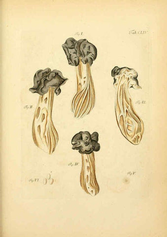 Reproducción/Reproduction 6257450188: Fungorum qui in Bavaria et Palatinatu circa Ratisbonam nascuntur icones, nativis coloribus expressae. v.1-2. Erlangae,Apud J.J. Palmium,1800