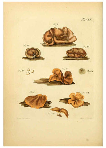 Reproducción/Reproduction 6257450488: Fungorum qui in Bavaria et Palatinatu circa Ratisbonam nascuntur icones, nativis coloribus expressae. v.1-2. Erlangae,Apud J.J. Palmium,1800