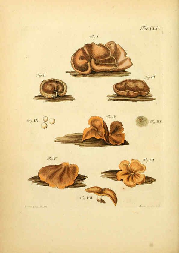 Reproducción/Reproduction 6257450488: Fungorum qui in Bavaria et Palatinatu circa Ratisbonam nascuntur icones, nativis coloribus expressae. v.1-2. Erlangae,Apud J.J. Palmium,1800