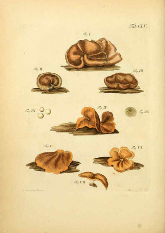 Reproducción/Reproduction 6257450488: Fungorum qui in Bavaria et Palatinatu circa Ratisbonam nascuntur icones, nativis coloribus expressae. v.1-2. Erlangae,Apud J.J. Palmium,1800