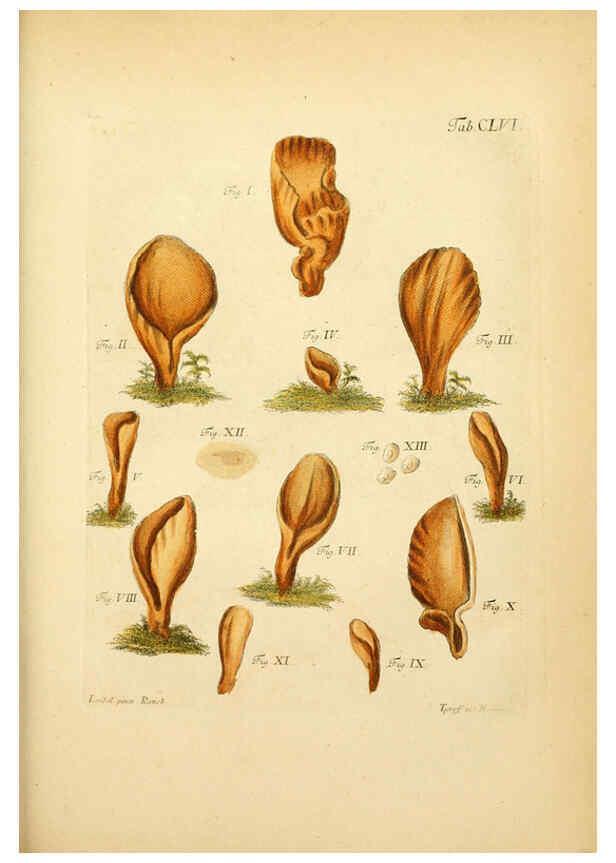 Reproducción/Reproduction 6256920855: Fungorum qui in Bavaria et Palatinatu circa Ratisbonam nascuntur icones, nativis coloribus expressae. v.1-2. Erlangae,Apud J.J. Palmium,1800