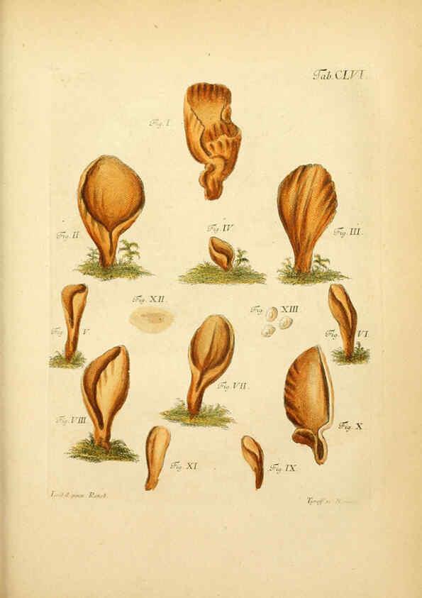 Reproducción/Reproduction 6256920855: Fungorum qui in Bavaria et Palatinatu circa Ratisbonam nascuntur icones, nativis coloribus expressae. v.1-2. Erlangae,Apud J.J. Palmium,1800