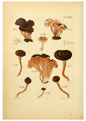 Reproducción/Reproduction 6256921121: Fungorum qui in Bavaria et Palatinatu circa Ratisbonam nascuntur icones, nativis coloribus expressae. v.1-2. Erlangae,Apud J.J. Palmium,1800