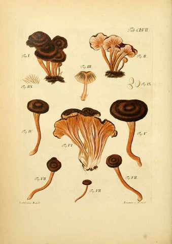 Reproducción/Reproduction 6256921121: Fungorum qui in Bavaria et Palatinatu circa Ratisbonam nascuntur icones, nativis coloribus expressae. v.1-2. Erlangae,Apud J.J. Palmium,1800