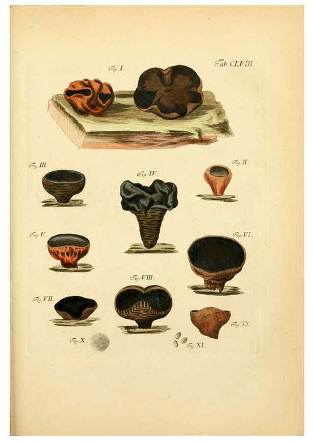 Reproducción/Reproduction 6257451306: Fungorum qui in Bavaria et Palatinatu circa Ratisbonam nascuntur icones, nativis coloribus expressae. v.1-2. Erlangae,Apud J.J. Palmium,1800