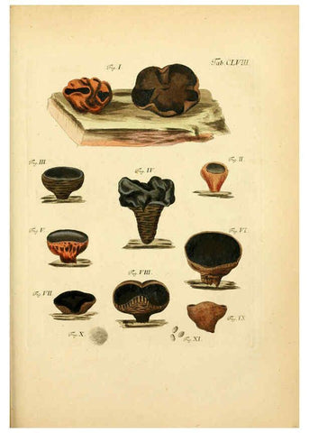 Reproducción/Reproduction 6257451306: Fungorum qui in Bavaria et Palatinatu circa Ratisbonam nascuntur icones, nativis coloribus expressae. v.1-2. Erlangae,Apud J.J. Palmium,1800