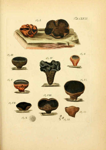 Reproducción/Reproduction 6257451306: Fungorum qui in Bavaria et Palatinatu circa Ratisbonam nascuntur icones, nativis coloribus expressae. v.1-2. Erlangae,Apud J.J. Palmium,1800