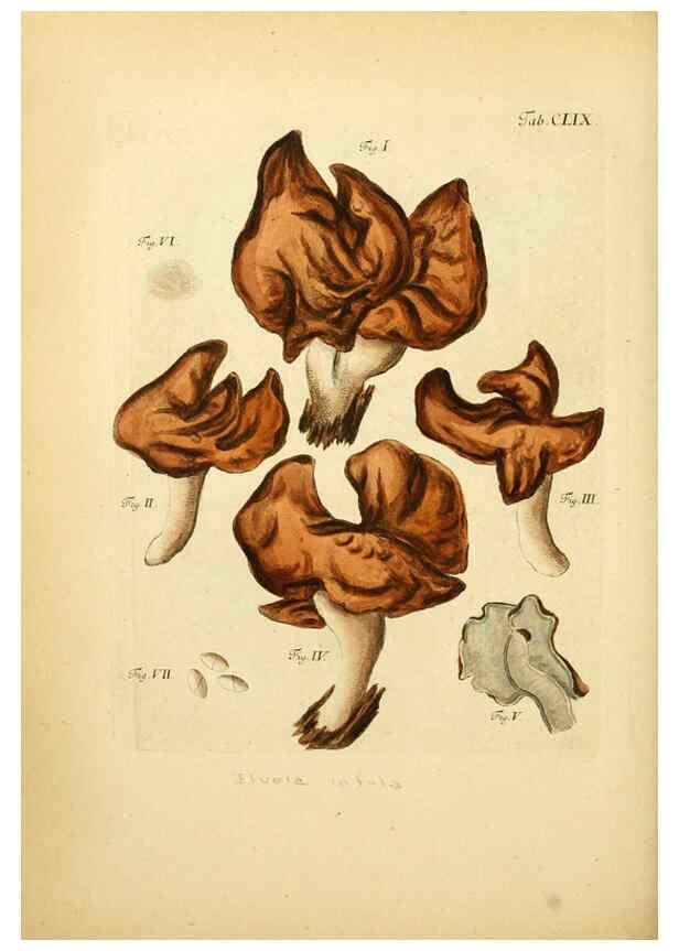 Reproducción/Reproduction 6256921521: Fungorum qui in Bavaria et Palatinatu circa Ratisbonam nascuntur icones, nativis coloribus expressae. v.1-2. Erlangae,Apud J.J. Palmium,1800
