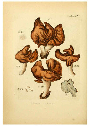 Reproducción/Reproduction 6256921521: Fungorum qui in Bavaria et Palatinatu circa Ratisbonam nascuntur icones, nativis coloribus expressae. v.1-2. Erlangae,Apud J.J. Palmium,1800
