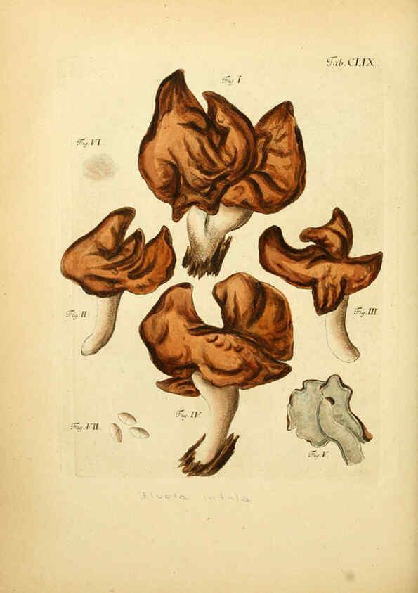 Reproducción/Reproduction 6256921521: Fungorum qui in Bavaria et Palatinatu circa Ratisbonam nascuntur icones, nativis coloribus expressae. v.1-2. Erlangae,Apud J.J. Palmium,1800