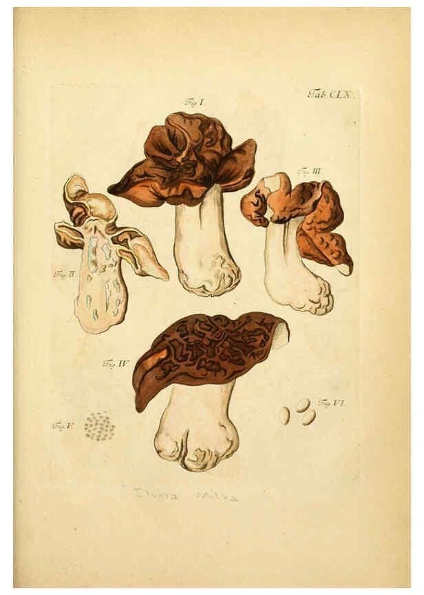 Reproducción/Reproduction 6257451718: Fungorum qui in Bavaria et Palatinatu circa Ratisbonam nascuntur icones, nativis coloribus expressae. v.1-2. Erlangae,Apud J.J. Palmium,1800