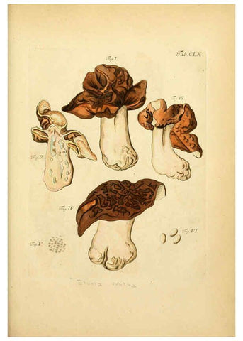 Reproducción/Reproduction 6257451718: Fungorum qui in Bavaria et Palatinatu circa Ratisbonam nascuntur icones, nativis coloribus expressae. v.1-2. Erlangae,Apud J.J. Palmium,1800