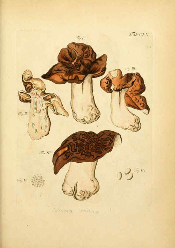 Reproducción/Reproduction 6257451718: Fungorum qui in Bavaria et Palatinatu circa Ratisbonam nascuntur icones, nativis coloribus expressae. v.1-2. Erlangae,Apud J.J. Palmium,1800