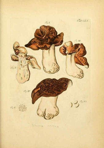 Reproducción/Reproduction 6257451718: Fungorum qui in Bavaria et Palatinatu circa Ratisbonam nascuntur icones, nativis coloribus expressae. v.1-2. Erlangae,Apud J.J. Palmium,1800