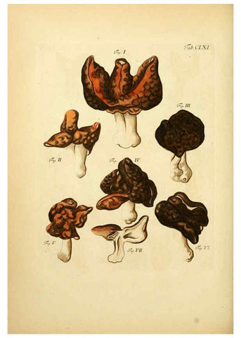 Reproducción/Reproduction 6257452030: Fungorum qui in Bavaria et Palatinatu circa Ratisbonam nascuntur icones, nativis coloribus expressae. v.1-2. Erlangae,Apud J.J. Palmium,1800