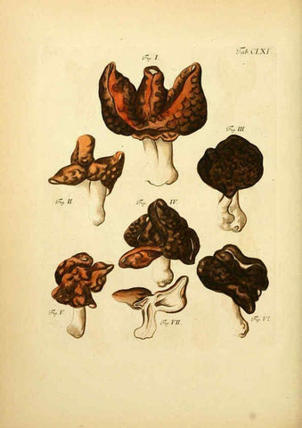 Reproducción/Reproduction 6257452030: Fungorum qui in Bavaria et Palatinatu circa Ratisbonam nascuntur icones, nativis coloribus expressae. v.1-2. Erlangae,Apud J.J. Palmium,1800