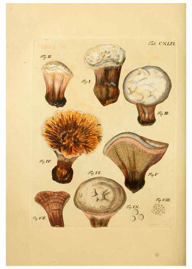 Reproducción/Reproduction 6257448024: Fungorum qui in Bavaria et Palatinatu circa Ratisbonam nascuntur icones, nativis coloribus expressae. v.1-2. Erlangae,Apud J.J. Palmium,1800