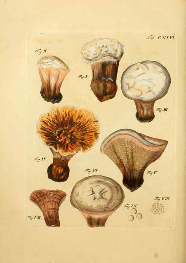 Reproducción/Reproduction 6257448024: Fungorum qui in Bavaria et Palatinatu circa Ratisbonam nascuntur icones, nativis coloribus expressae. v.1-2. Erlangae,Apud J.J. Palmium,1800