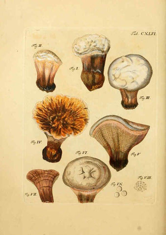 Reproducción/Reproduction 6257448024: Fungorum qui in Bavaria et Palatinatu circa Ratisbonam nascuntur icones, nativis coloribus expressae. v.1-2. Erlangae,Apud J.J. Palmium,1800