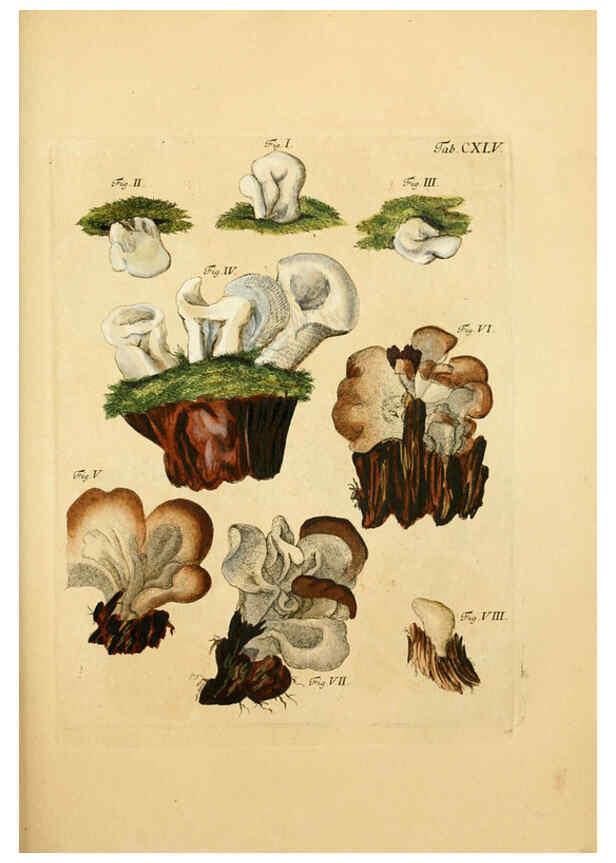 Reproducción/Reproduction 6256917753: Fungorum qui in Bavaria et Palatinatu circa Ratisbonam nascuntur icones, nativis coloribus expressae. v.1-2. Erlangae,Apud J.J. Palmium,1800