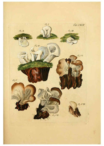Reproducción/Reproduction 6256917753: Fungorum qui in Bavaria et Palatinatu circa Ratisbonam nascuntur icones, nativis coloribus expressae. v.1-2. Erlangae,Apud J.J. Palmium,1800