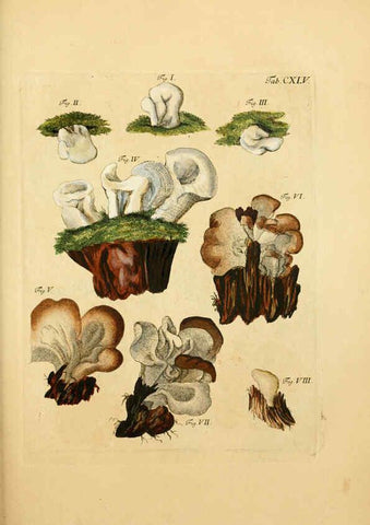 Reproducción/Reproduction 6256917753: Fungorum qui in Bavaria et Palatinatu circa Ratisbonam nascuntur icones, nativis coloribus expressae. v.1-2. Erlangae,Apud J.J. Palmium,1800