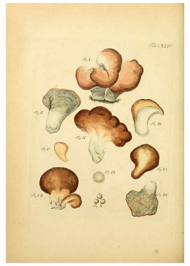 Reproducción/Reproduction 6257447356: Fungorum qui in Bavaria et Palatinatu circa Ratisbonam nascuntur icones, nativis coloribus expressae. v.1-2. Erlangae,Apud J.J. Palmium,1800