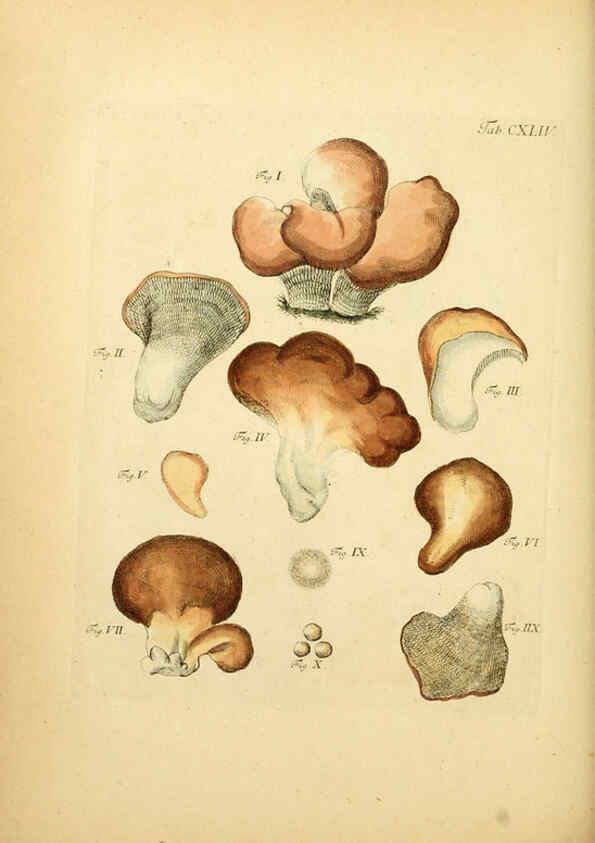 Reproducción/Reproduction 6257447356: Fungorum qui in Bavaria et Palatinatu circa Ratisbonam nascuntur icones, nativis coloribus expressae. v.1-2. Erlangae,Apud J.J. Palmium,1800