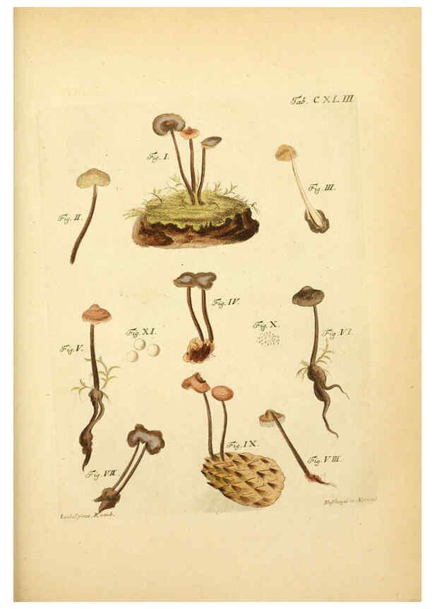 Reproducción/Reproduction 6256917209: Fungorum qui in Bavaria et Palatinatu circa Ratisbonam nascuntur icones, nativis coloribus expressae. v.1-2. Erlangae,Apud J.J. Palmium,1800