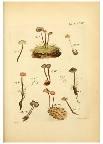 Reproducción/Reproduction 6256917209: Fungorum qui in Bavaria et Palatinatu circa Ratisbonam nascuntur icones, nativis coloribus expressae. v.1-2. Erlangae,Apud J.J. Palmium,1800