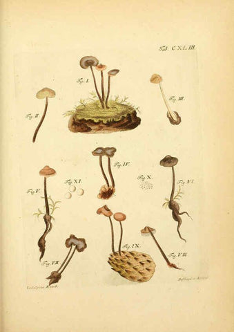 Reproducción/Reproduction 6256917209: Fungorum qui in Bavaria et Palatinatu circa Ratisbonam nascuntur icones, nativis coloribus expressae. v.1-2. Erlangae,Apud J.J. Palmium,1800
