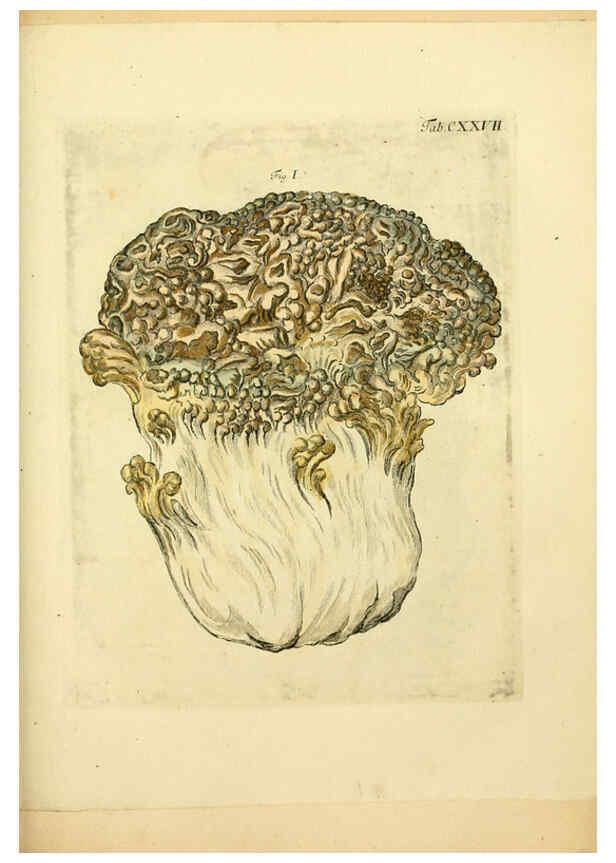 Reproducción/Reproduction 6256913005: Fungorum qui in Bavaria et Palatinatu circa Ratisbonam nascuntur icones, nativis coloribus expressae. v.1-2. Erlangae,Apud J.J. Palmium,1800