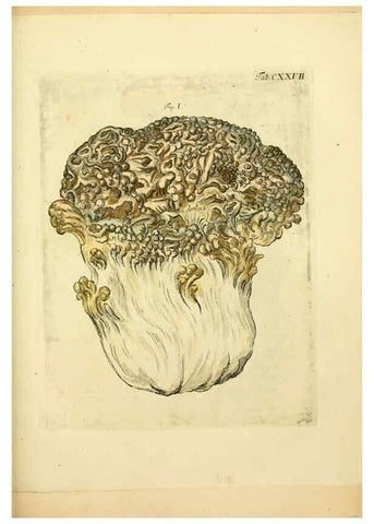 Reproducción/Reproduction 6256913005: Fungorum qui in Bavaria et Palatinatu circa Ratisbonam nascuntur icones, nativis coloribus expressae. v.1-2. Erlangae,Apud J.J. Palmium,1800