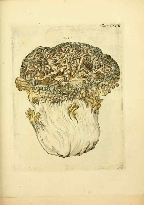 Reproducción/Reproduction 6256913005: Fungorum qui in Bavaria et Palatinatu circa Ratisbonam nascuntur icones, nativis coloribus expressae. v.1-2. Erlangae,Apud J.J. Palmium,1800