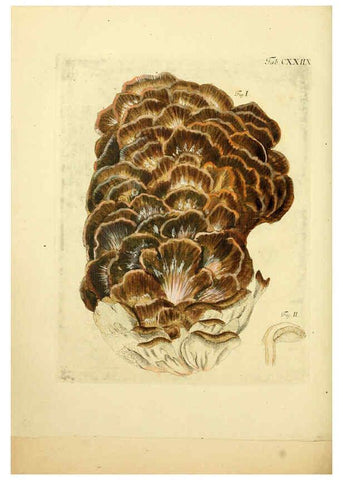 Reproducción/Reproduction 6257443196: Fungorum qui in Bavaria et Palatinatu circa Ratisbonam nascuntur icones, nativis coloribus expressae. v.1-2. Erlangae,Apud J.J. Palmium,1800