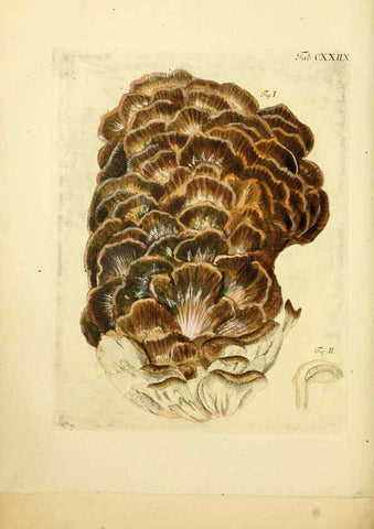 Reproducción/Reproduction 6257443196: Fungorum qui in Bavaria et Palatinatu circa Ratisbonam nascuntur icones, nativis coloribus expressae. v.1-2. Erlangae,Apud J.J. Palmium,1800