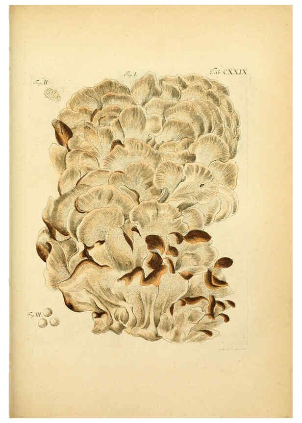Reproducción/Reproduction 6257443362: Fungorum qui in Bavaria et Palatinatu circa Ratisbonam nascuntur icones, nativis coloribus expressae. v.1-2. Erlangae,Apud J.J. Palmium,1800