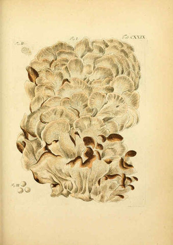 Reproducción/Reproduction 6257443362: Fungorum qui in Bavaria et Palatinatu circa Ratisbonam nascuntur icones, nativis coloribus expressae. v.1-2. Erlangae,Apud J.J. Palmium,1800